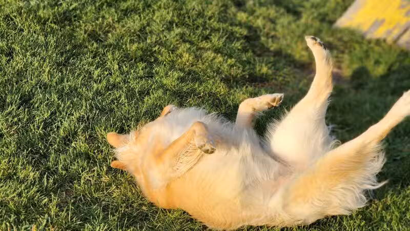 Lewiston Dog Park - Lewiston, NY
