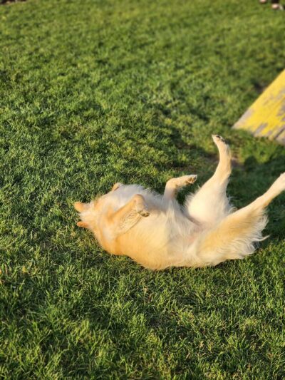 Lewiston Dog Park - Lewiston, NY