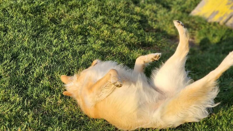 Lewiston Dog Park - Lewiston, NY