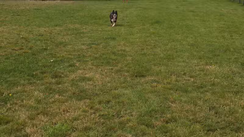 Lewiston Dog Park - Lewiston, NY