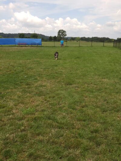 Lewiston Dog Park - Lewiston, NY