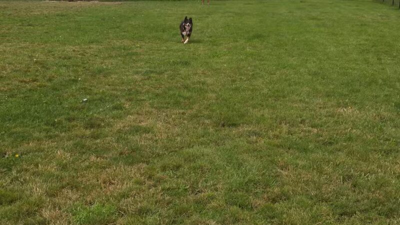 Lewiston Dog Park - Lewiston, NY