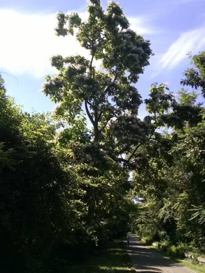 Brown Homestead - Lexington, MA