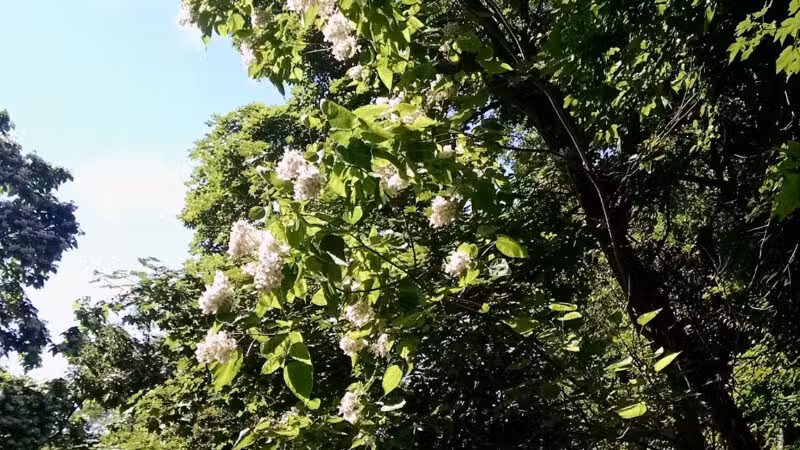 Brown Homestead - Lexington, MA