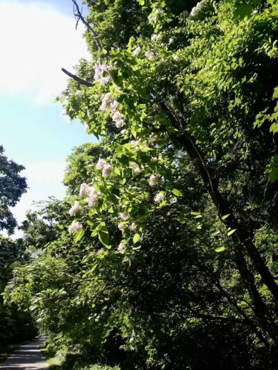 Brown Homestead - Lexington, MA