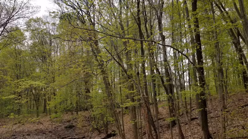 Brown Homestead - Lexington, MA