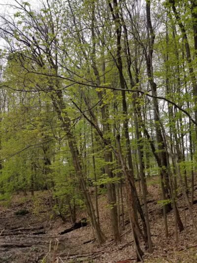 Brown Homestead - Lexington, MA