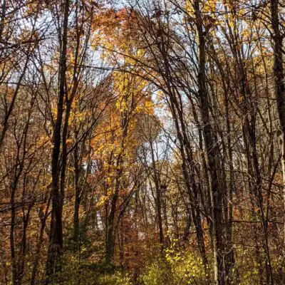 Garfield Park - Lexington, MA