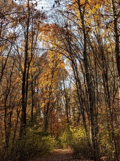 Garfield Park - Lexington, MA