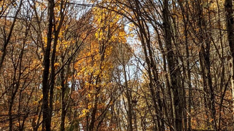 Garfield Park - Lexington, MA