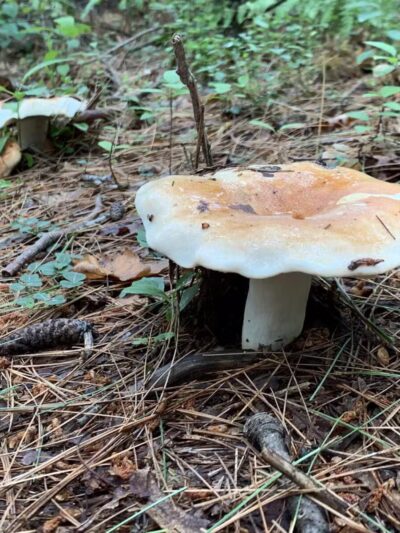 Garfield Park - Lexington, MA