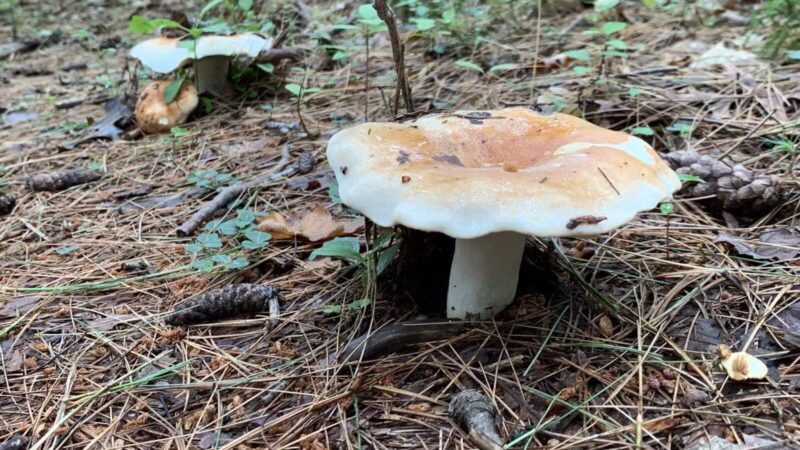 Garfield Park - Lexington, MA