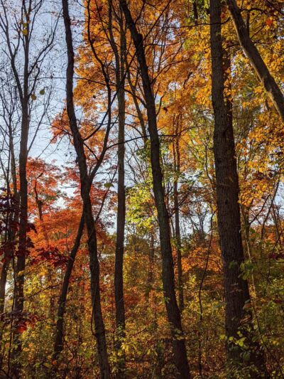 Garfield Park - Lexington, MA