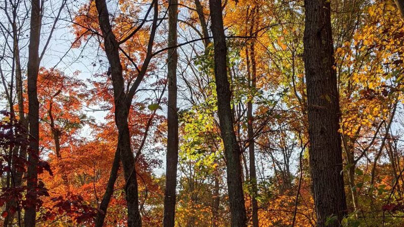 Garfield Park - Lexington, MA