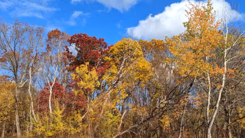Parker Meadow Conservation Area - Lexington, MA