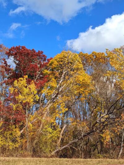 Parker Meadow Conservation Area - Lexington, MA
