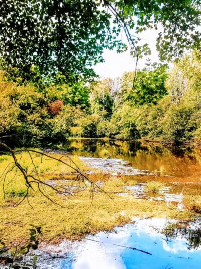 Parker Meadow Conservation Area - Lexington, MA