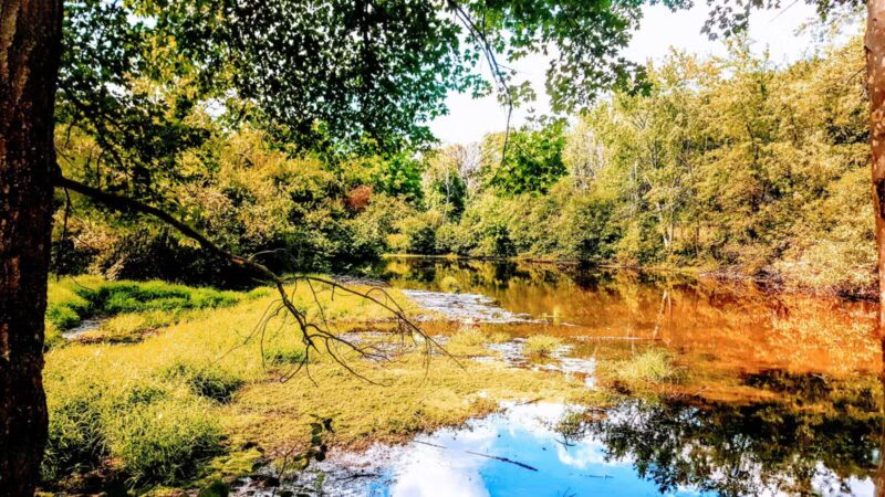 Parker Meadow Conservation Area - Lexington, MA
