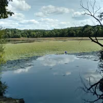 Rindge Park - Lexington, MA