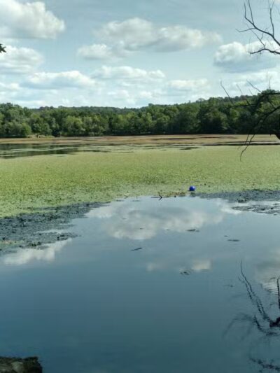 Rindge Park - Lexington, MA