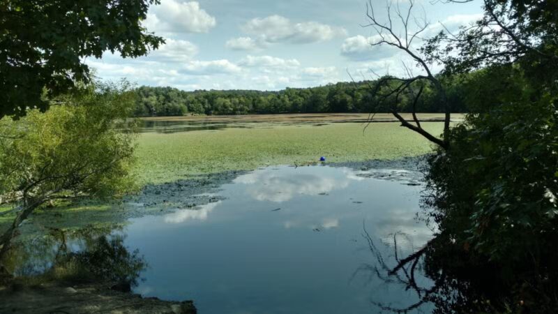 Rindge Park - Lexington, MA