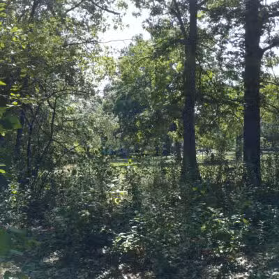 Rindge Park - Lexington, MA