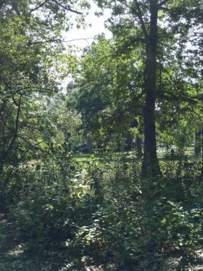 Rindge Park - Lexington, MA