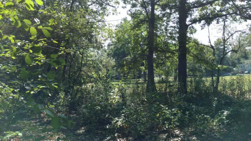 Rindge Park - Lexington, MA