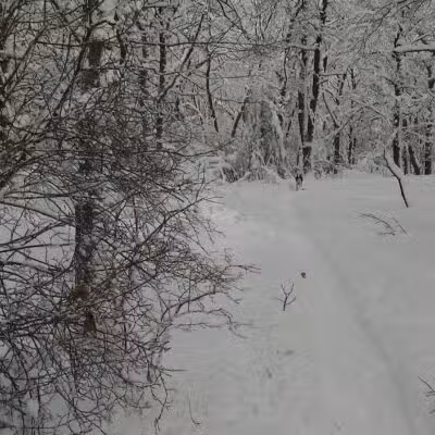 Sutherland Woods - Lexington, MA