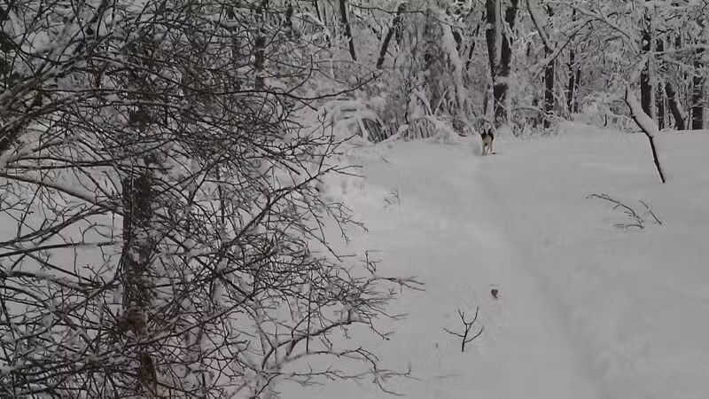 Sutherland Woods - Lexington, MA