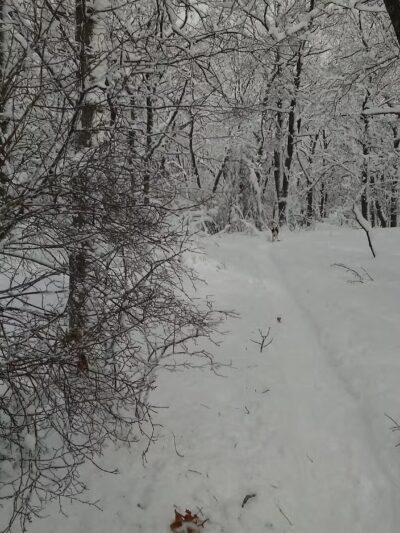 Sutherland Woods - Lexington, MA