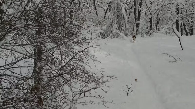 Sutherland Woods - Lexington, MA
