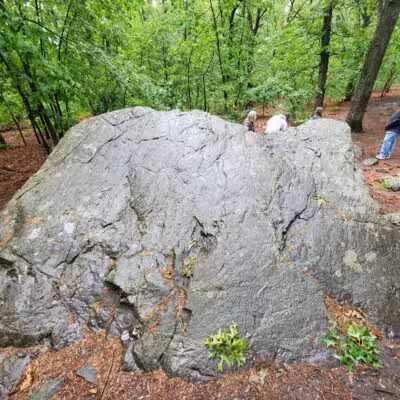 Sutherland Woods - Lexington, MA