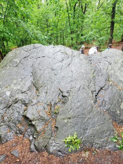 Sutherland Woods - Lexington, MA