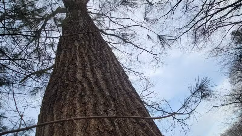 The Old Reservoir - Lexington, MA