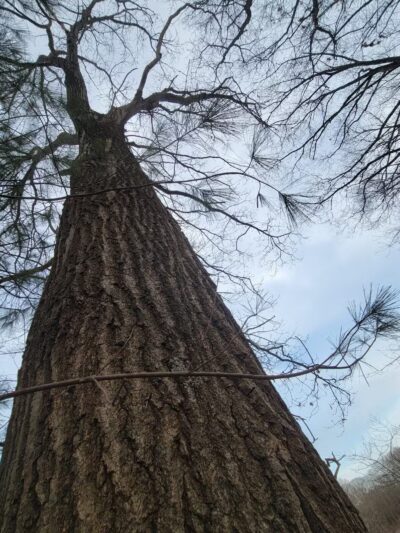 The Old Reservoir - Lexington, MA