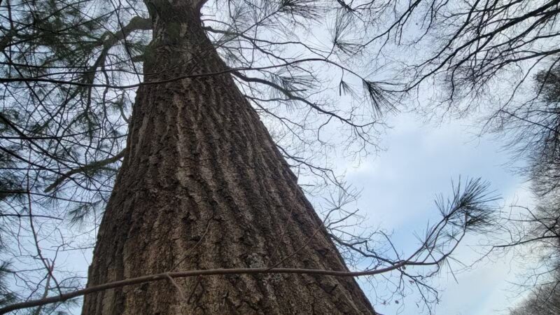 The Old Reservoir - Lexington, MA