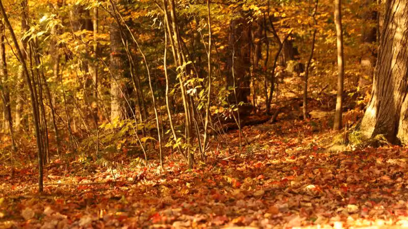 Tower Park - Lexington, MA