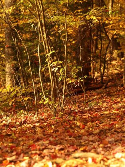 Tower Park - Lexington, MA