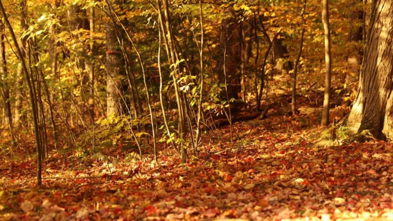 Tower Park - Lexington, MA