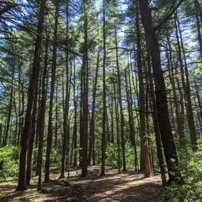 Willard's Woods - Lexington, MA