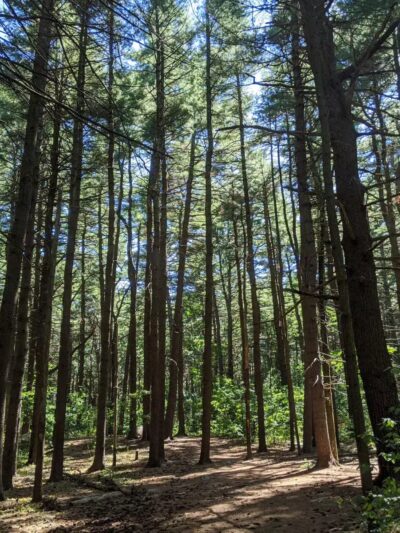 Willard's Woods - Lexington, MA