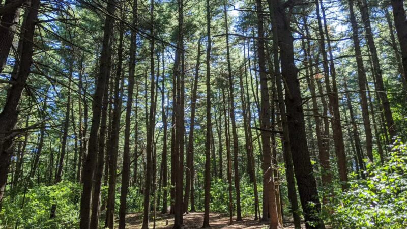 Willard's Woods - Lexington, MA