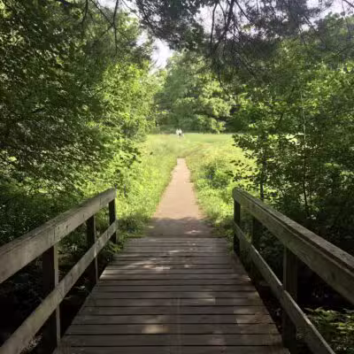 Willard's Woods - Lexington, MA