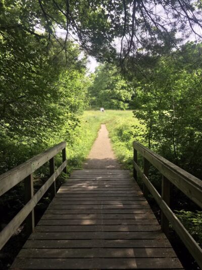 Willard's Woods - Lexington, MA