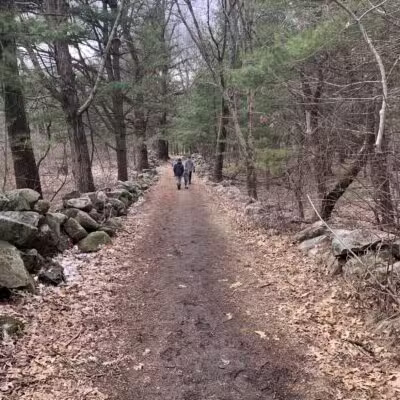 Willard's Woods - Lexington, MA