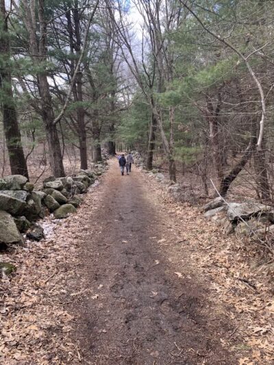 Willard's Woods - Lexington, MA