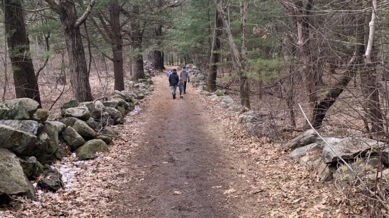 Willard's Woods - Lexington, MA