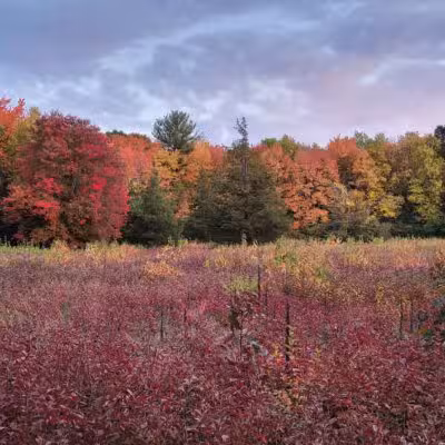 Willard's Woods - Lexington, MA