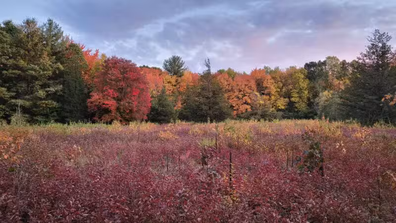 Willard's Woods - Lexington, MA
